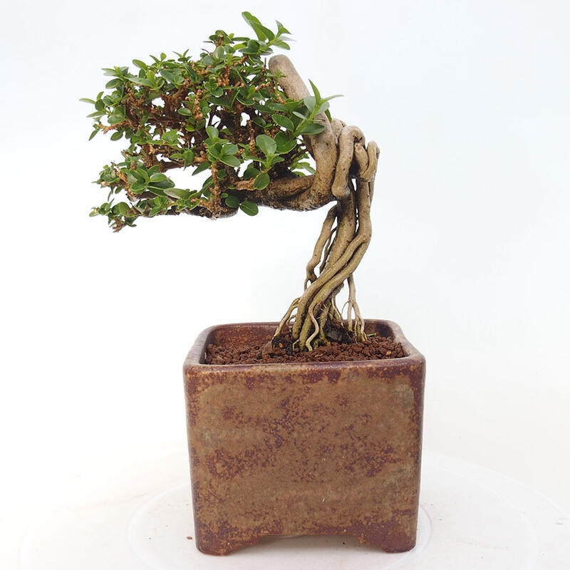 Indoor bonsai - Premna serratifolia - Kozlovon small-leaved