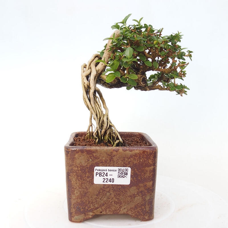 Indoor bonsai - Premna serratifolia - Kozlovon small-leaved