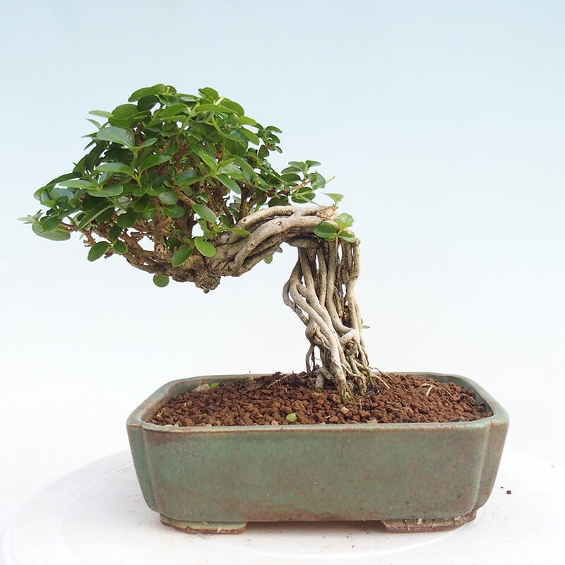 Room bonsai - Premna serratifolia - Small-leaved Gooseberry