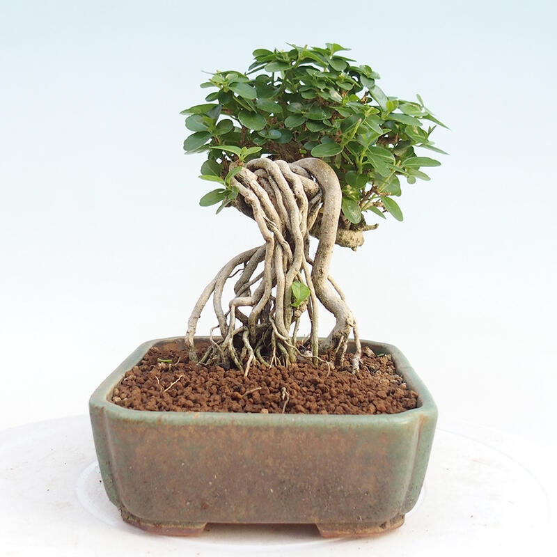 Room bonsai - Premna serratifolia - Small-leaved Gooseberry