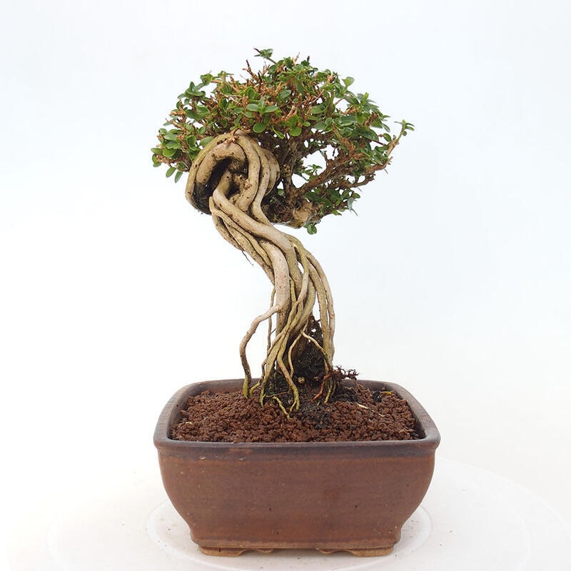 Indoor bonsai - Premna serratifolia - Kozlovon small-leaved