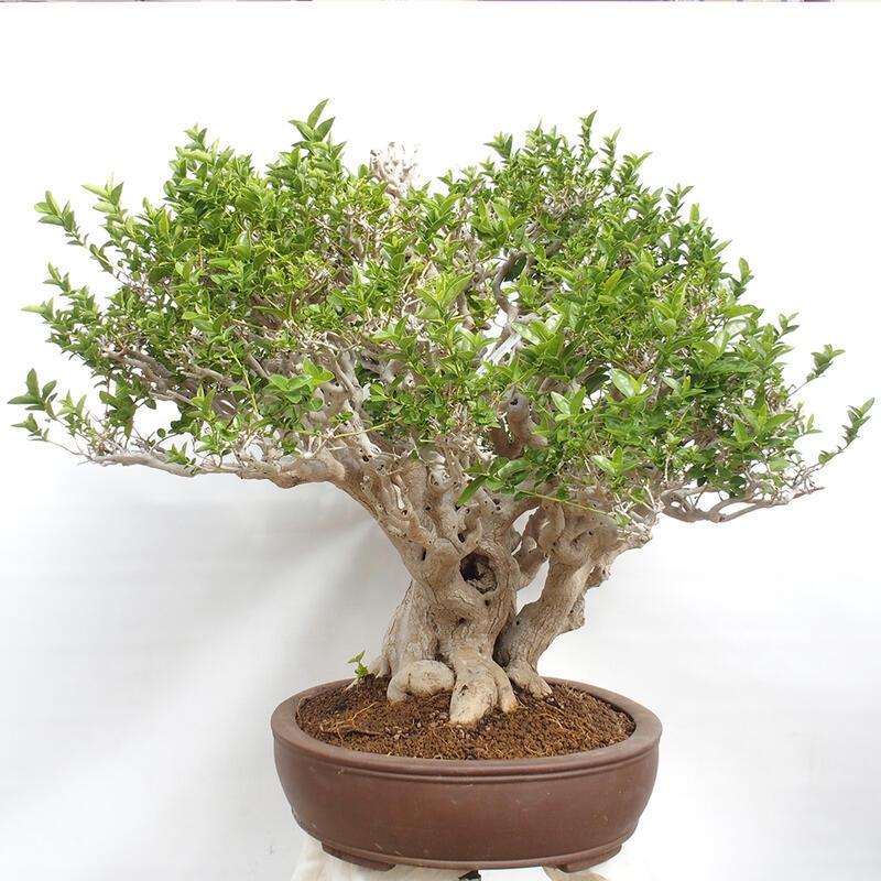 Indoor bonsai - Premna serratifolia - Kozlovon small-leaved