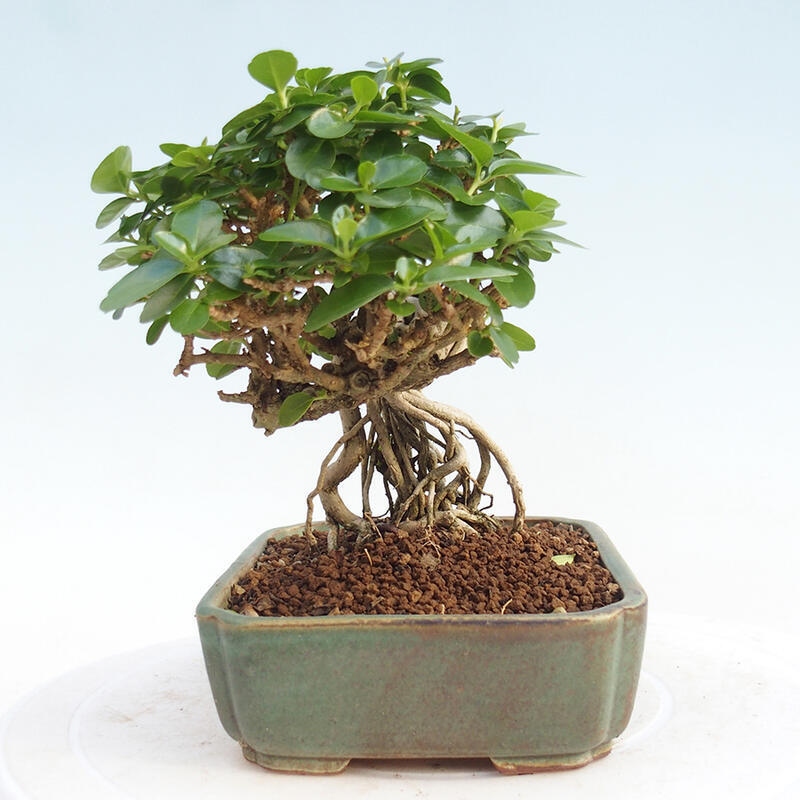 Room bonsai - Premna serratifolia - Small-leaved Gooseberry