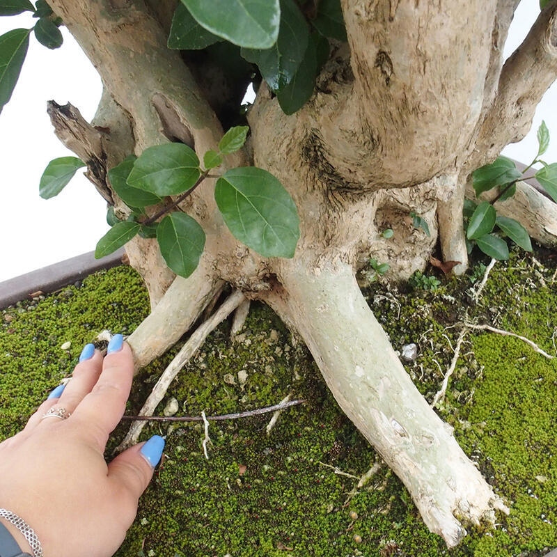 Indoor bonsai - Premna serratifolia - Kozlovon small-leaved