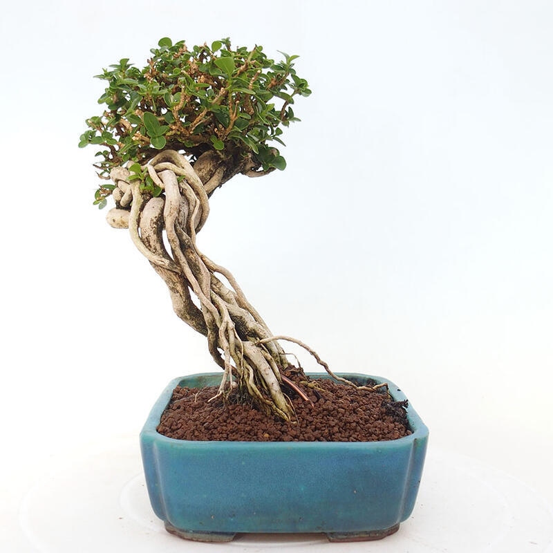 Indoor bonsai - Premna serratifolia - Kozlovon small-leaved