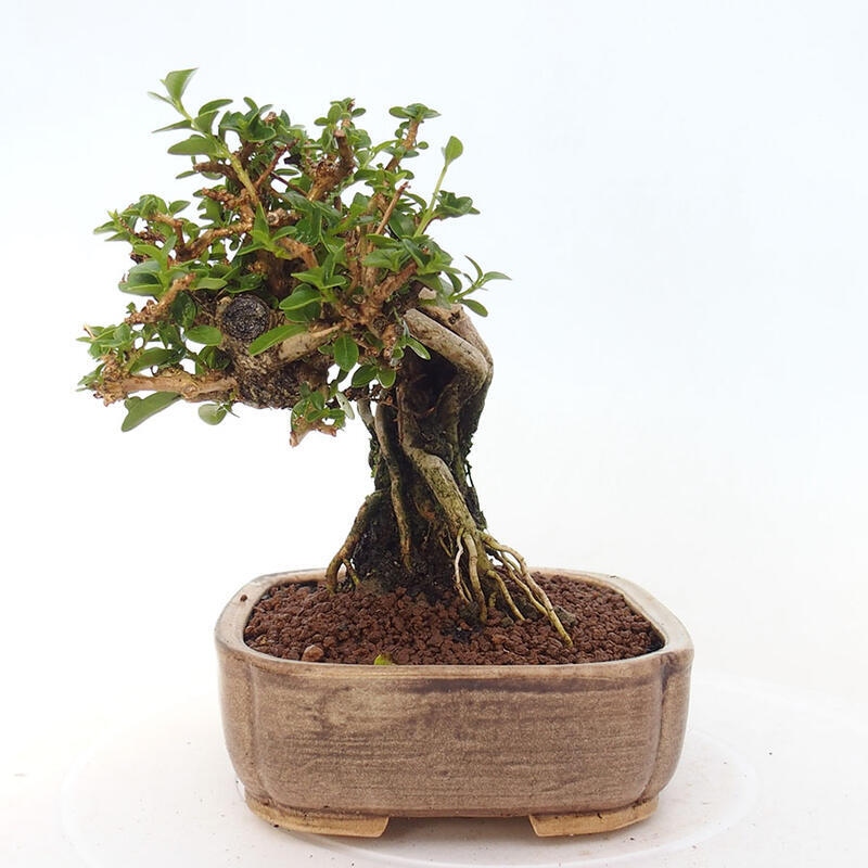 Indoor bonsai - Premna serratifolia - Kozlovon small-leaved