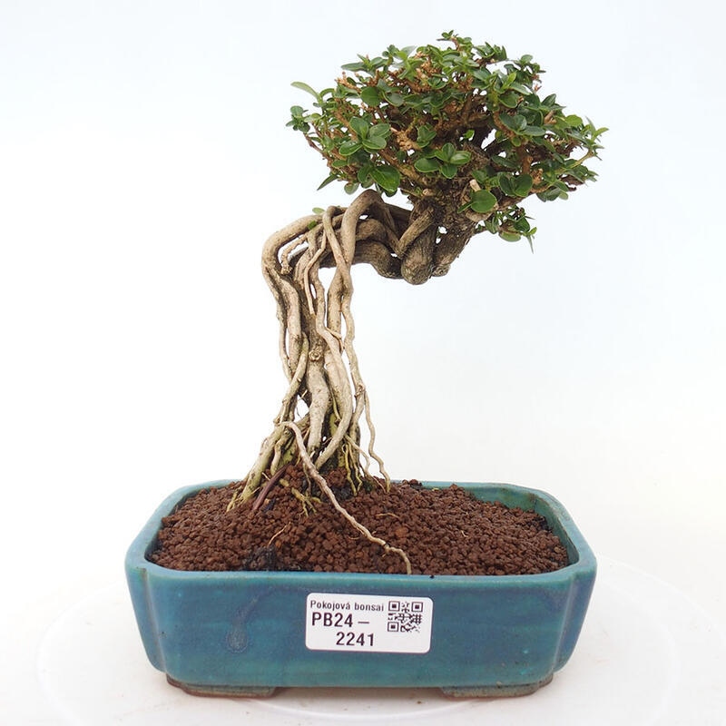 Indoor bonsai - Premna serratifolia - Kozlovon small-leaved