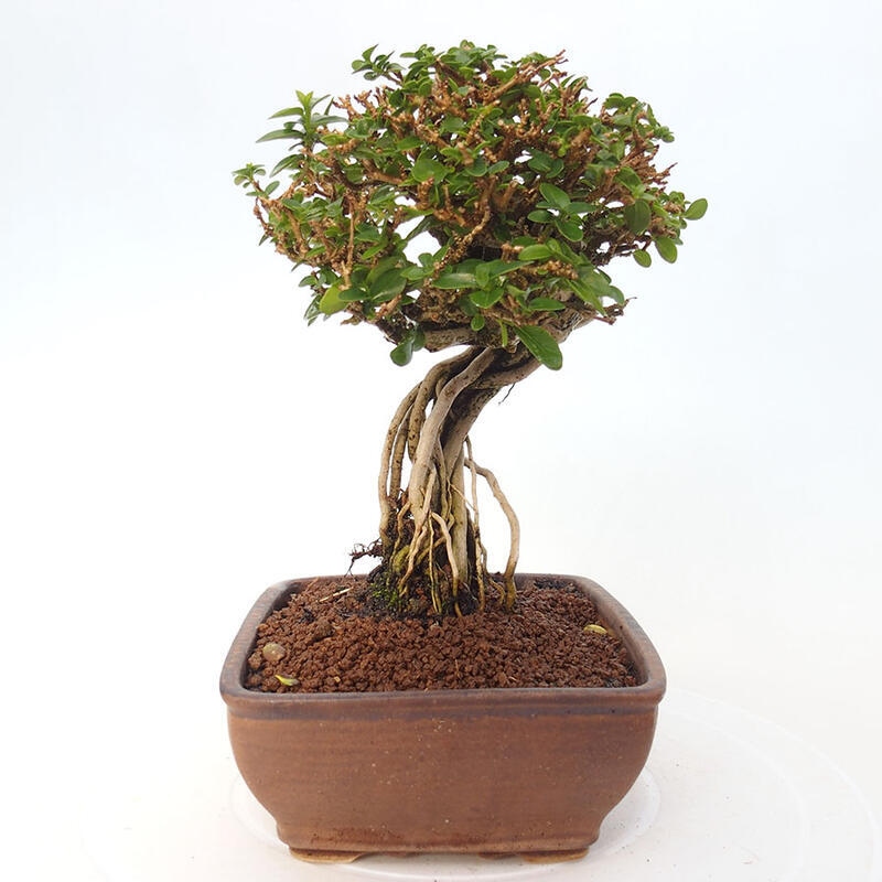 Indoor bonsai - Premna serratifolia - Kozlovon small-leaved