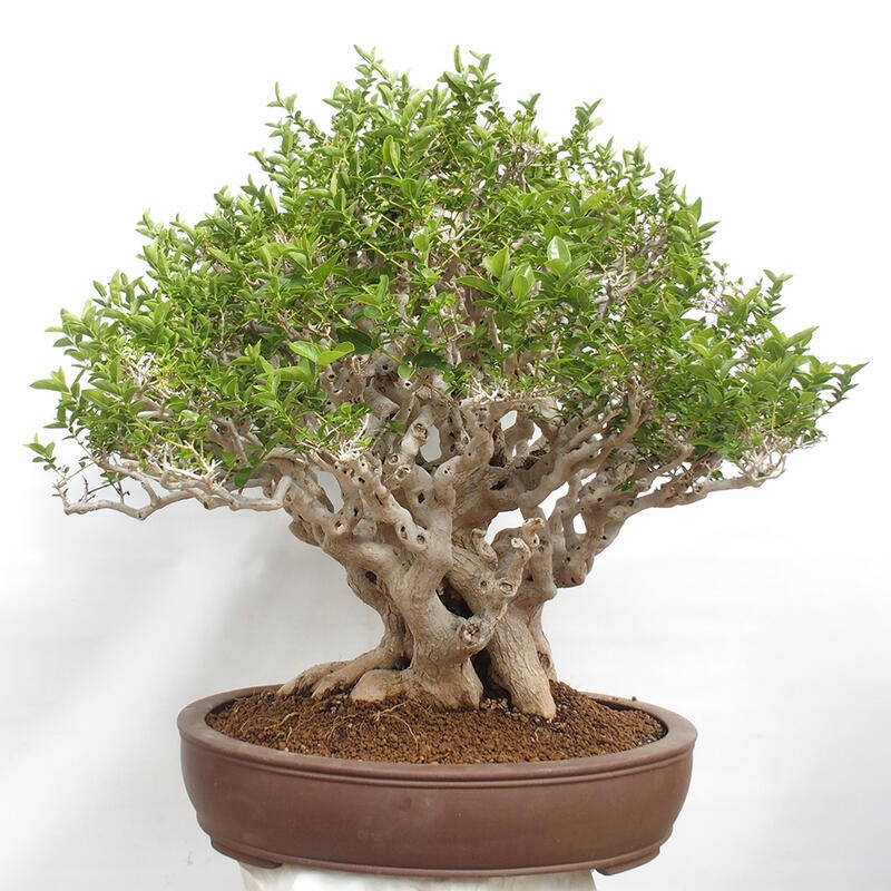 Indoor bonsai - Premna serratifolia - Kozlovon small-leaved