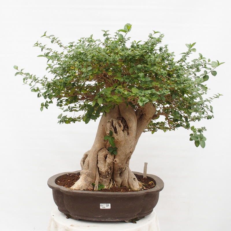 Indoor bonsai - Premna serratifolia - Kozlovon small-leaved