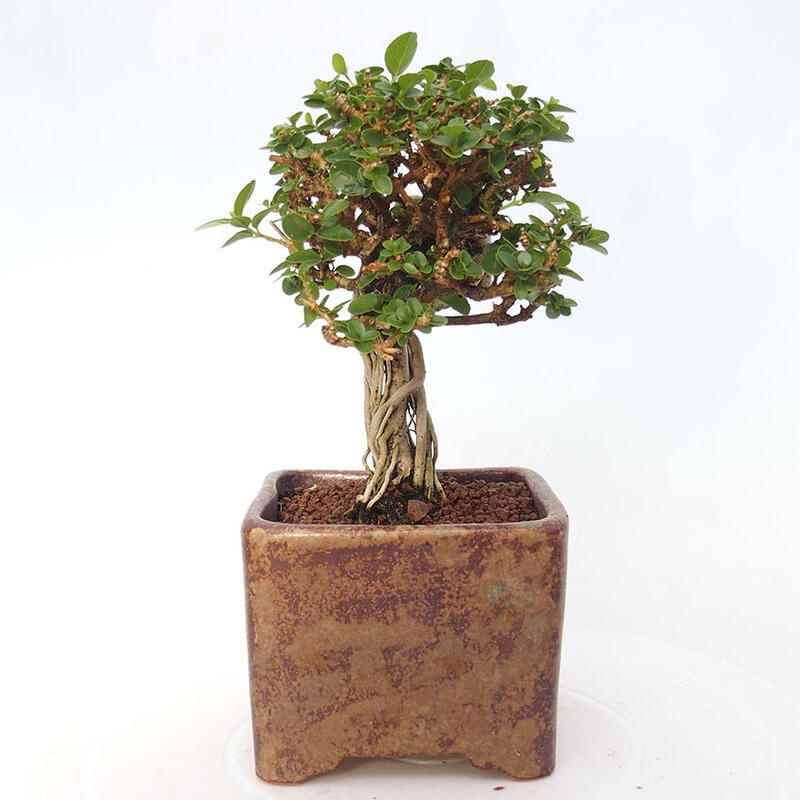 Indoor bonsai - Premna serratifolia - Kozlovon small-leaved