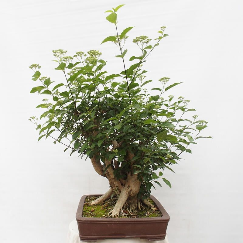 Indoor bonsai - Premna serratifolia - Kozlovon small-leaved