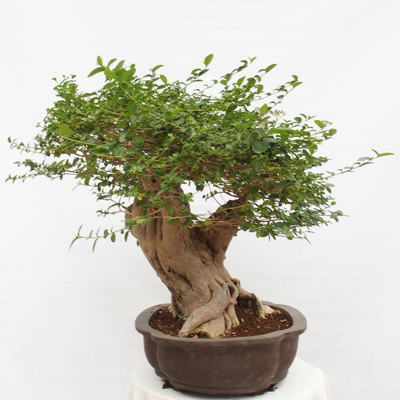 Indoor bonsai - Premna serratifolia - Kozlovon small-leaved