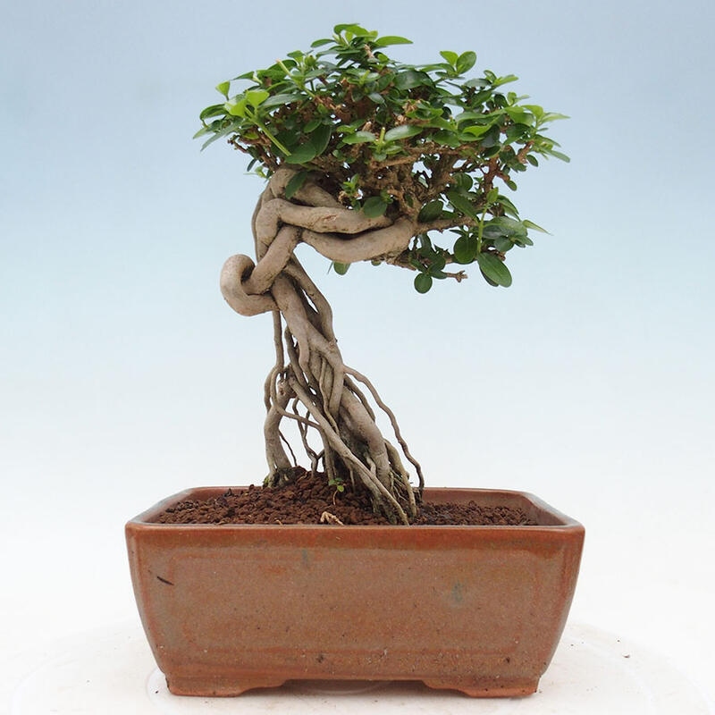 Indoor bonsai - Premna serratifolia - Kozlovon small-leaved