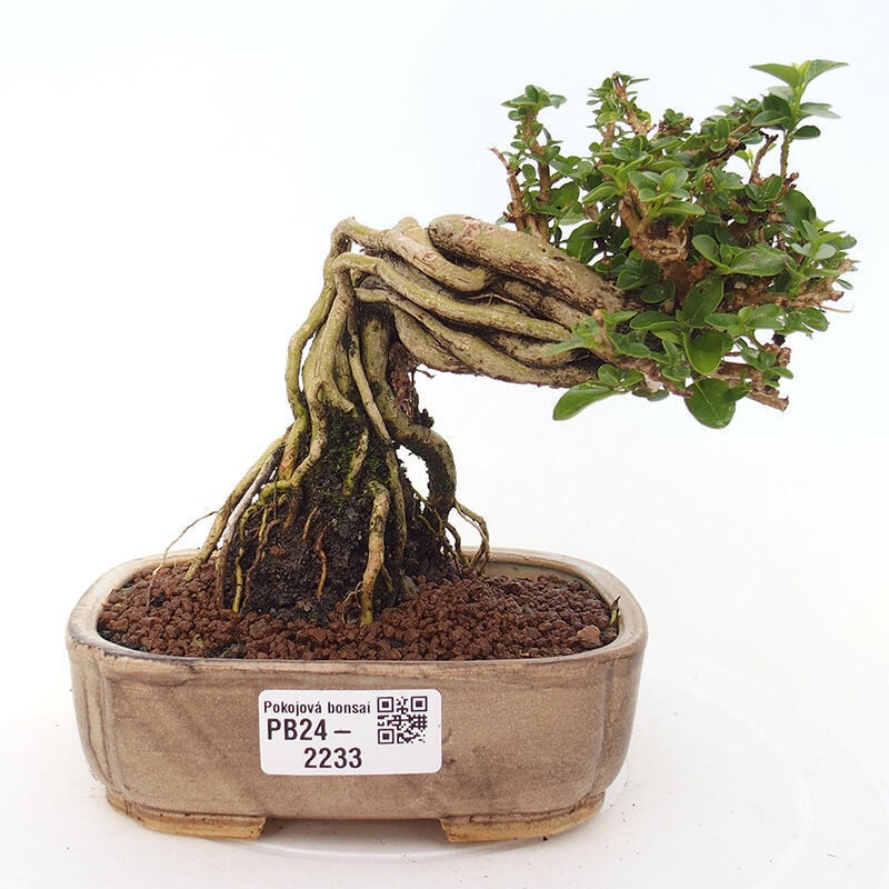 Indoor bonsai - Premna serratifolia - Kozlovon small-leaved