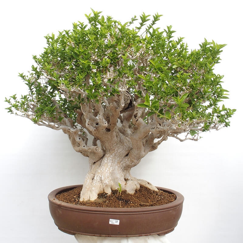 Indoor bonsai - Premna serratifolia - Kozlovon small-leaved