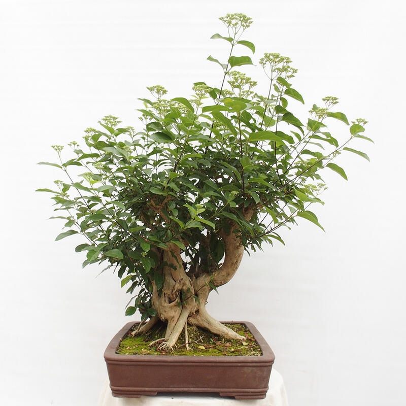 Indoor bonsai - Premna serratifolia - Kozlovon small-leaved