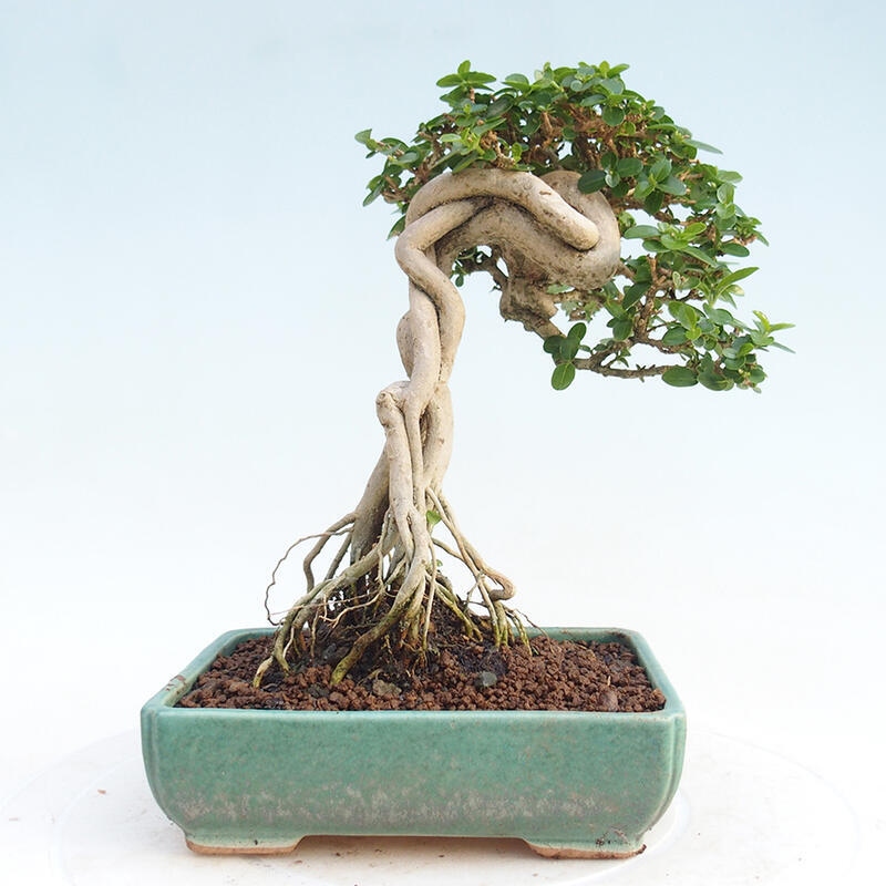 Room bonsai - Premna serratifolia - Kozlovon small-leaved