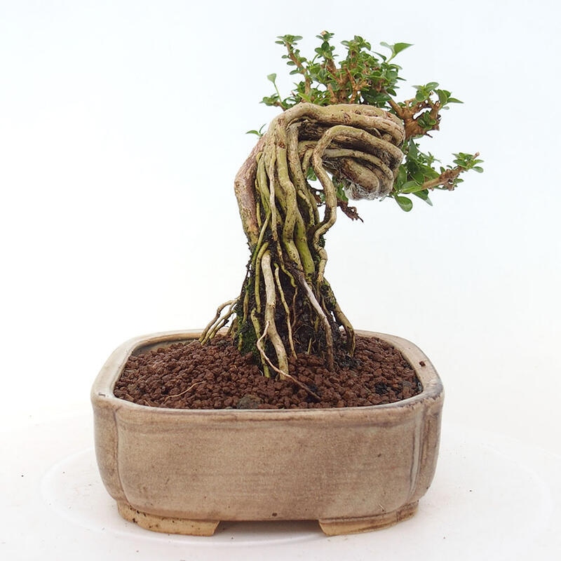 Indoor bonsai - Premna serratifolia - Kozlovon small-leaved