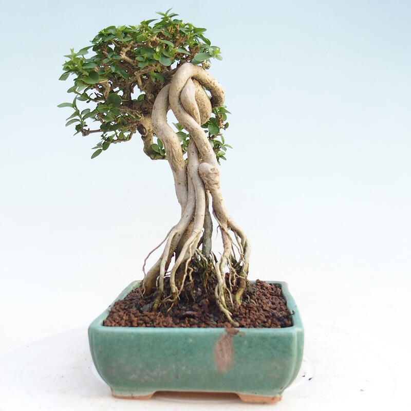 Room bonsai - Premna serratifolia - Kozlovon small-leaved