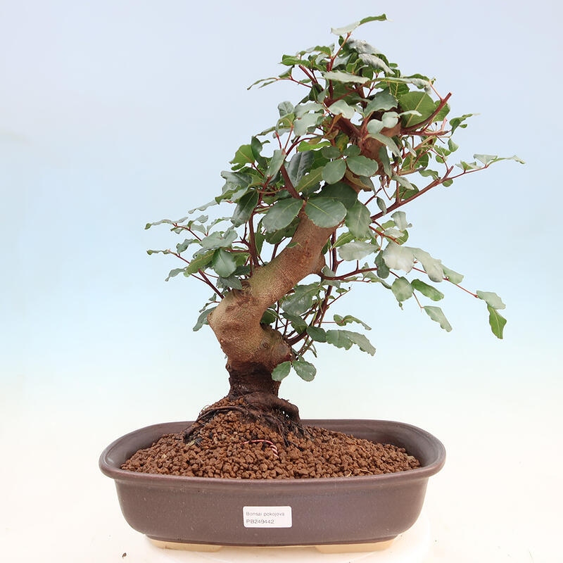 Room bonsai - Rohovnik obecny, svatojansky bread-Ceratonia sp.