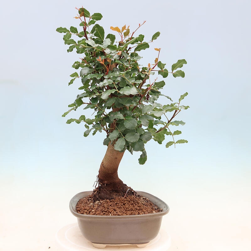 Room bonsai - Rohovnik obecny, svatojansky bread-Ceratonia sp.