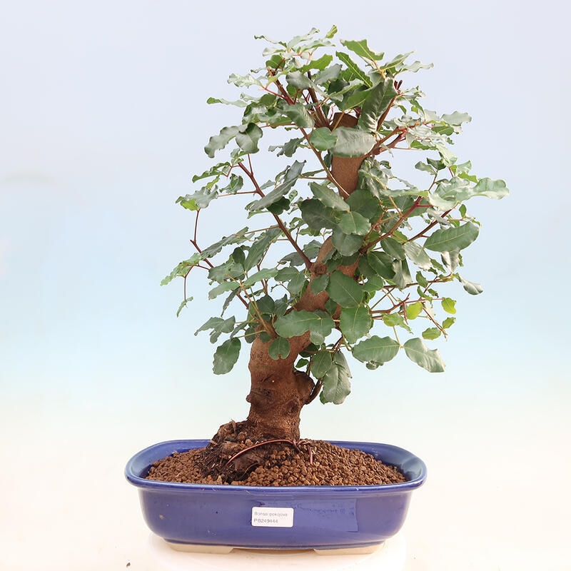 Room bonsai - Rohovnik obecny, svatojansky bread-Ceratonia sp.