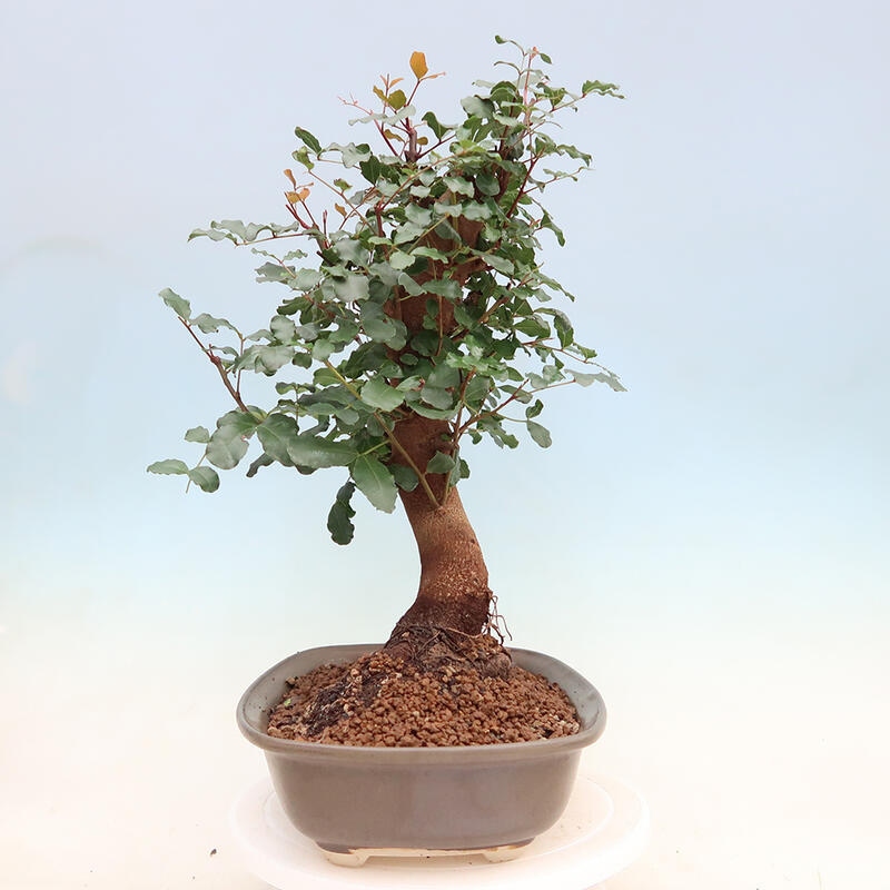 Room bonsai - Rohovnik obecny, svatojansky bread-Ceratonia sp.