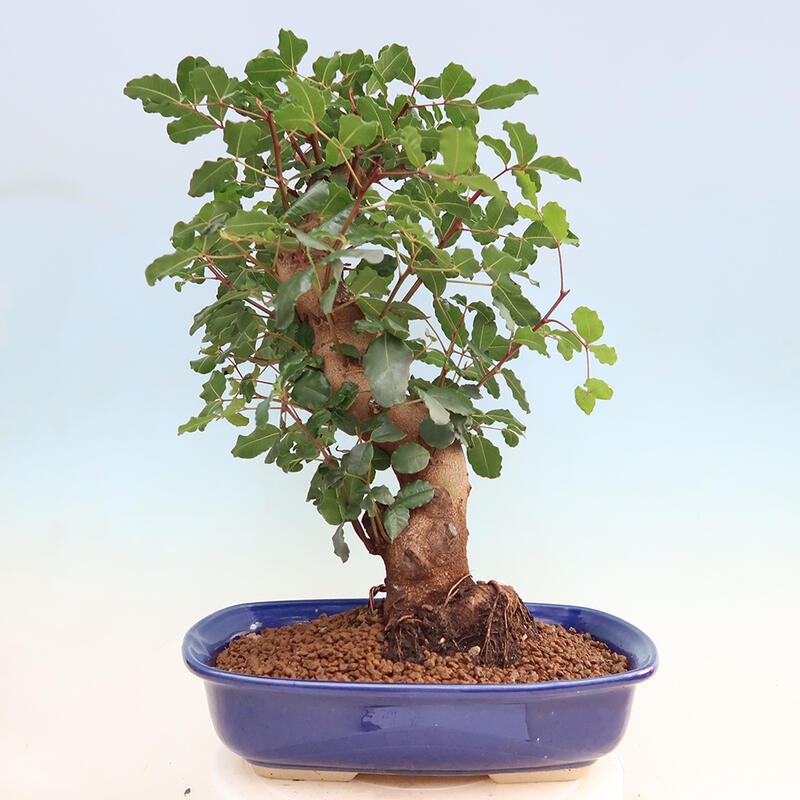 Room bonsai - Rohovnik obecny, svatojansky bread-Ceratonia sp.