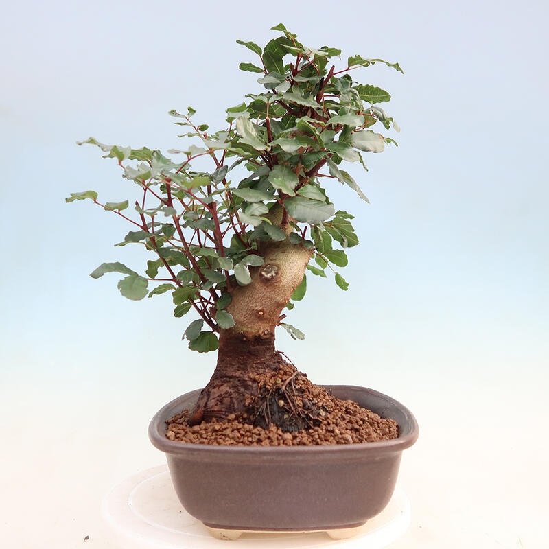 Room bonsai - Rohovnik obecny, svatojansky bread-Ceratonia sp.