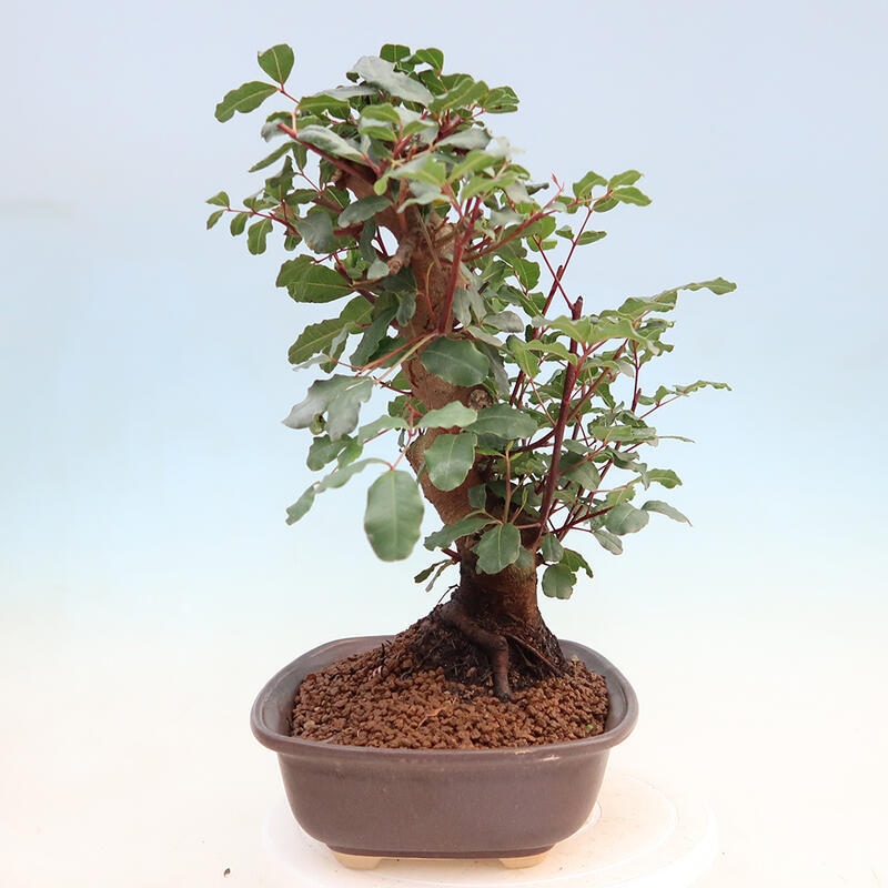 Room bonsai - Rohovnik obecny, svatojansky bread-Ceratonia sp.