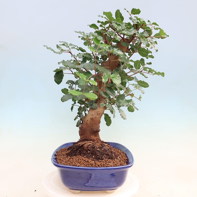 Room bonsai - Rohovnik obecny, svatojansky bread-Ceratonia sp.