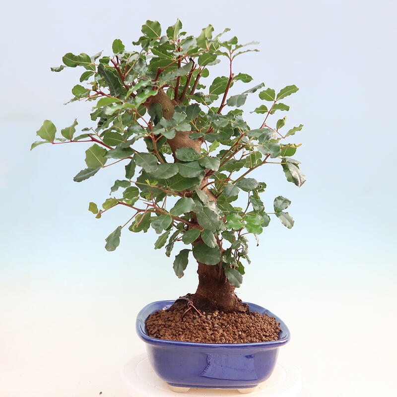 Room bonsai - Rohovnik obecny, svatojansky bread-Ceratonia sp.