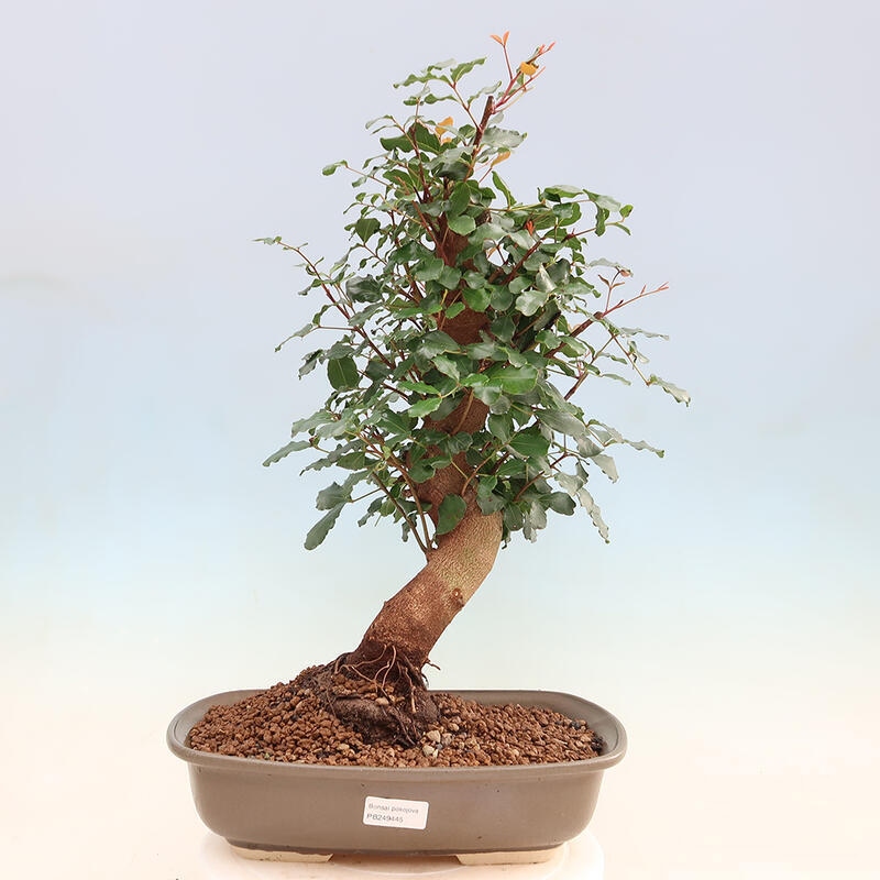 Room bonsai - Rohovnik obecny, svatojansky bread-Ceratonia sp.