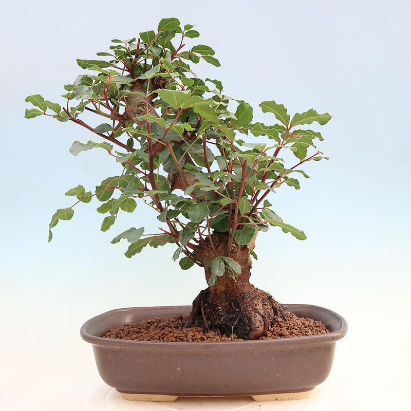 Room bonsai - Rohovnik obecny, svatojansky bread-Ceratonia sp.