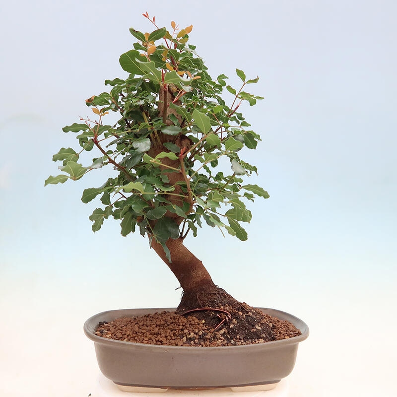 Room bonsai - Rohovnik obecny, svatojansky bread-Ceratonia sp.