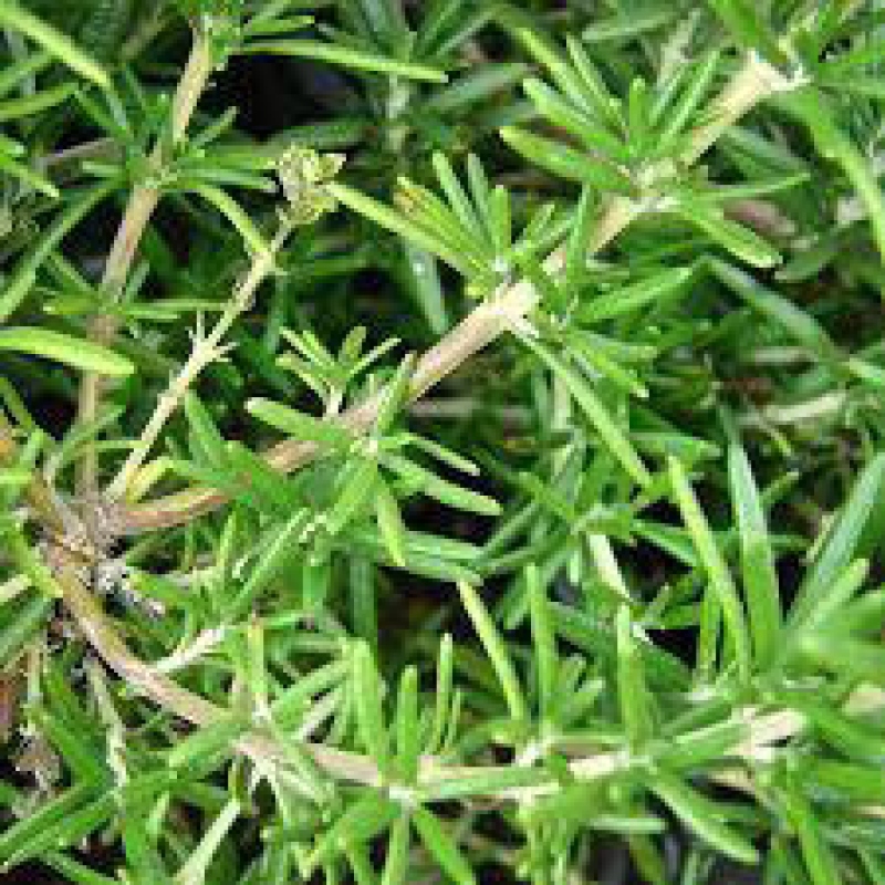 Indoor bonsai - Rosemary-Rosmarinus officinalis