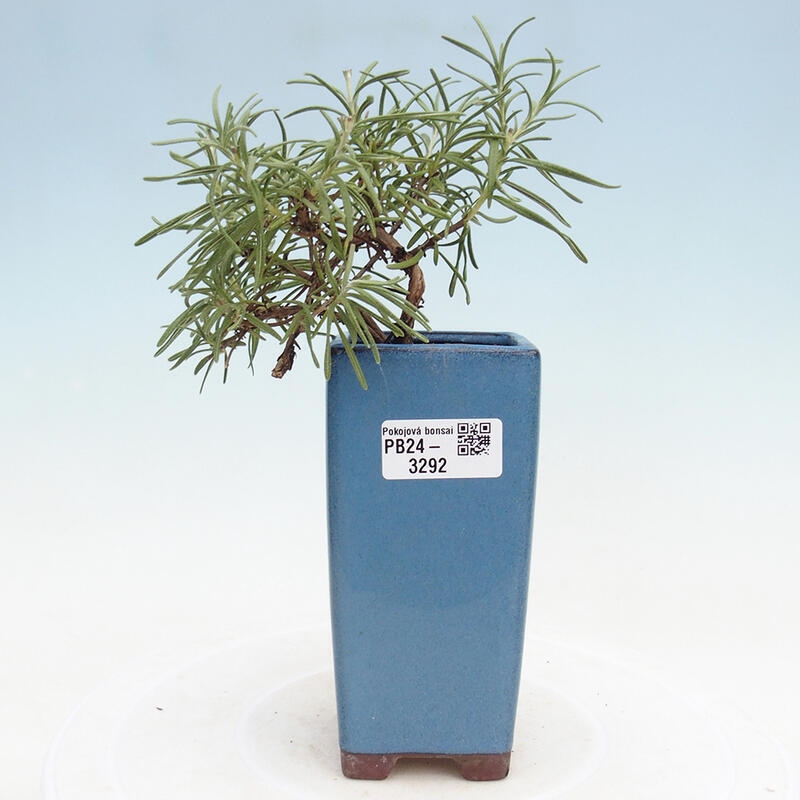 Indoor bonsai - Rosemary-Rosmarinus officinalis