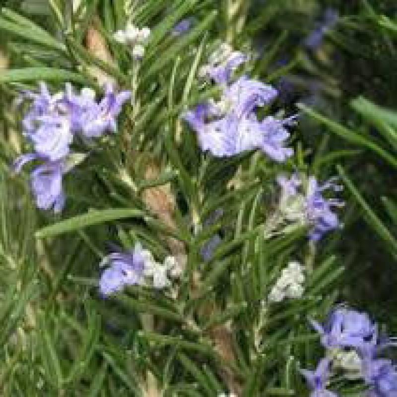 Indoor bonsai - Rosemary-Rosmarinus officinalis