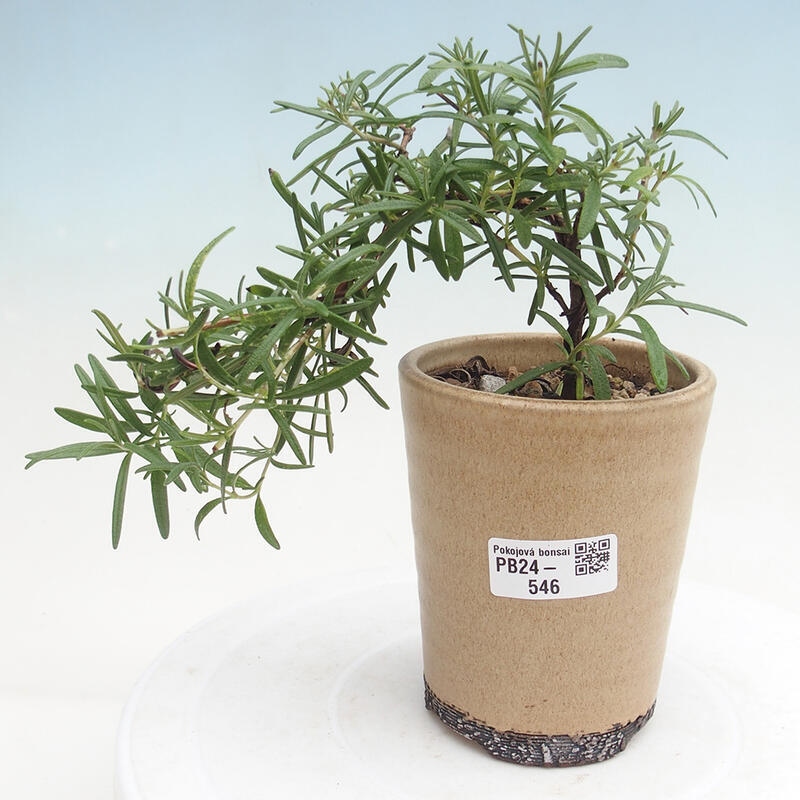 Indoor bonsai - Rosemary-Rosmarinus officinalis