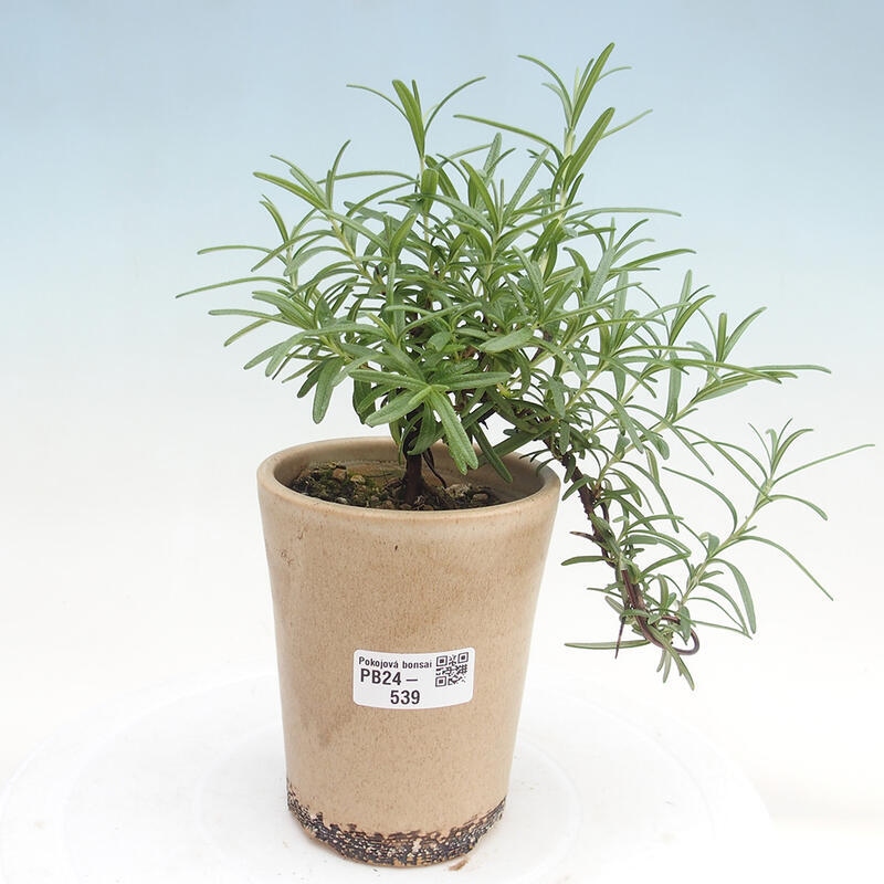 Indoor bonsai - Rosemary-Rosmarinus officinalis