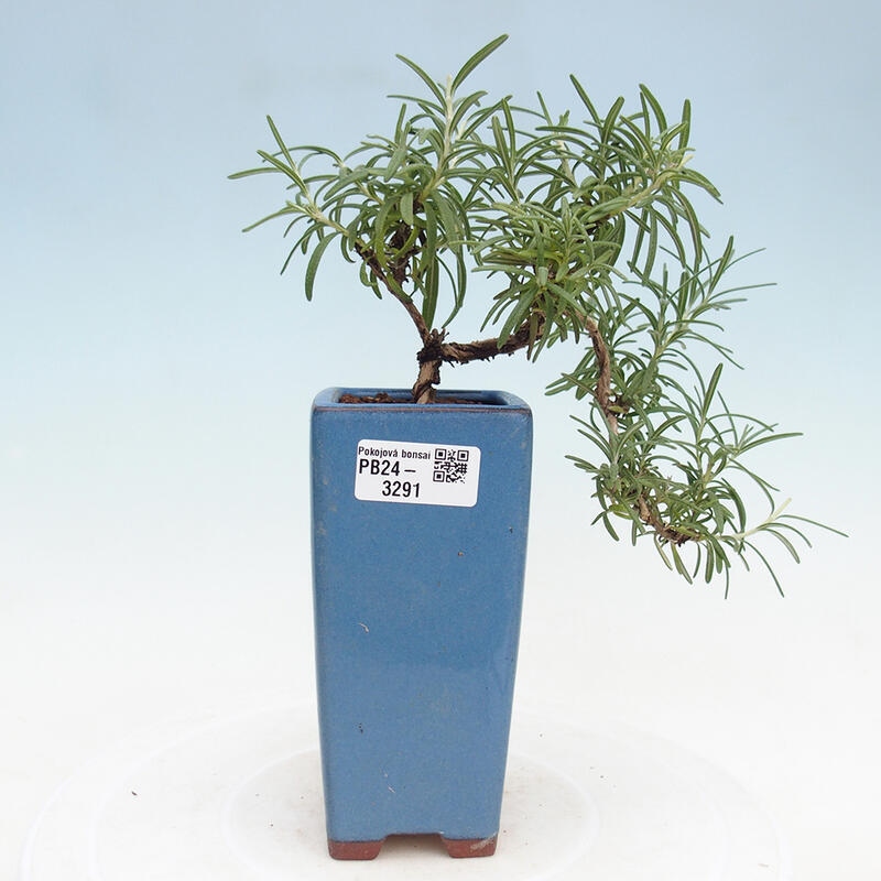 Indoor bonsai - Rosemary-Rosmarinus officinalis