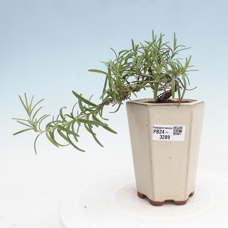 Indoor bonsai - Rosemary-Rosmarinus officinalis