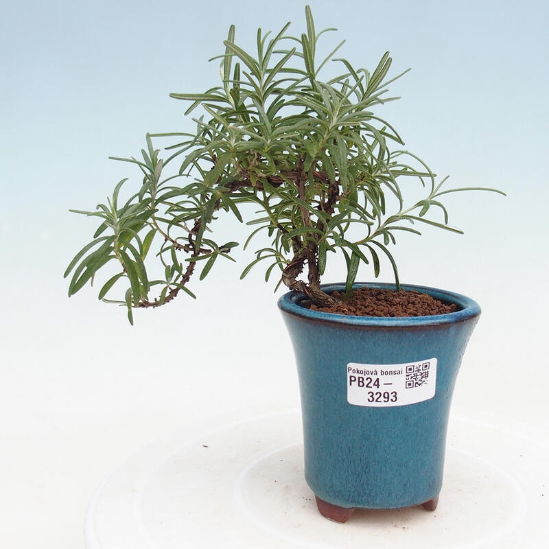 Indoor bonsai - Rosemary-Rosmarinus officinalis