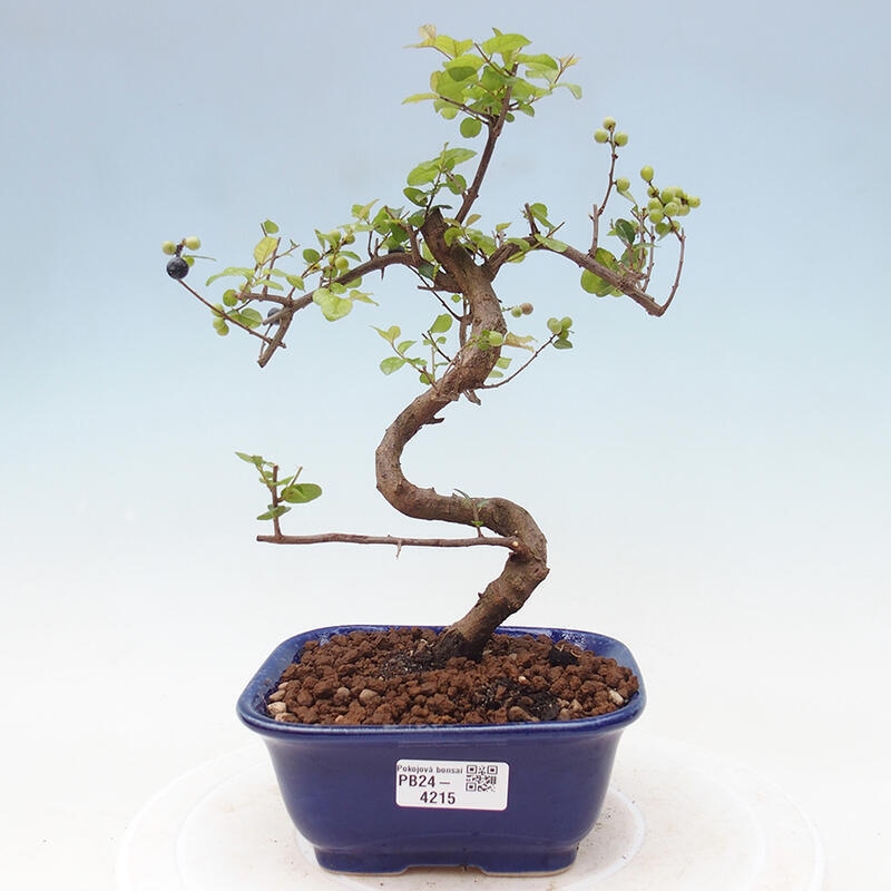 Indoor bonsai - Sagerécie thea - Sagerécie thea