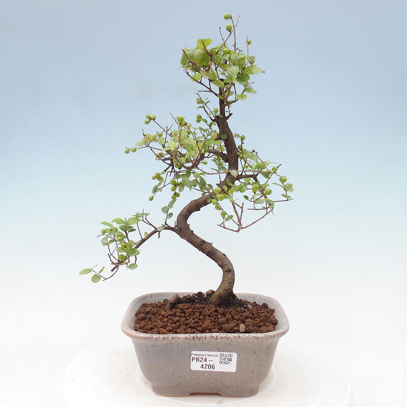 Indoor bonsai - Sagerécie thea - Sagerécie thea