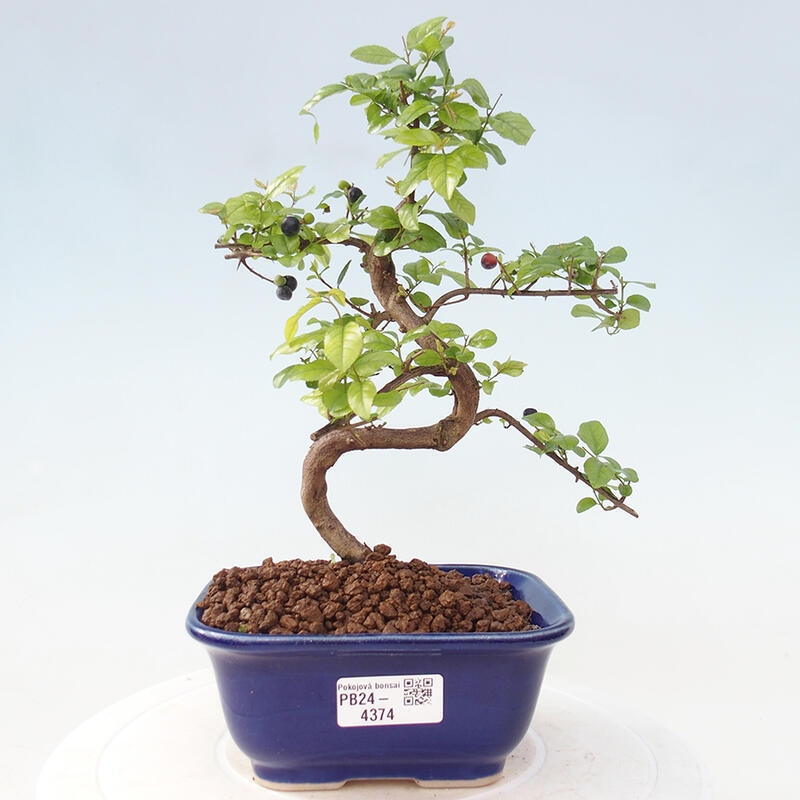 Indoor bonsai - Sagerécie thea - Sagerécie thea