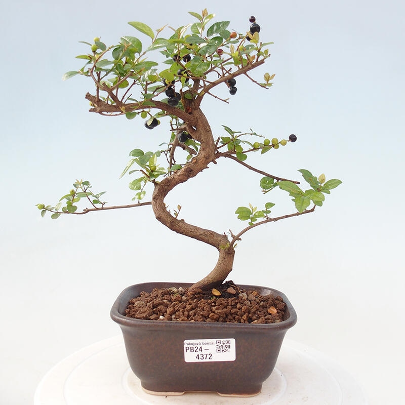 Indoor bonsai - Sagerécie thea - Sagerécie thea