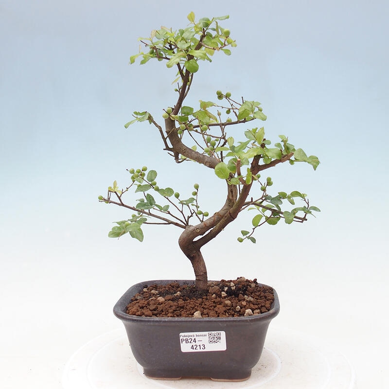 Indoor bonsai - Sagerécie thea - Sagerécie thea