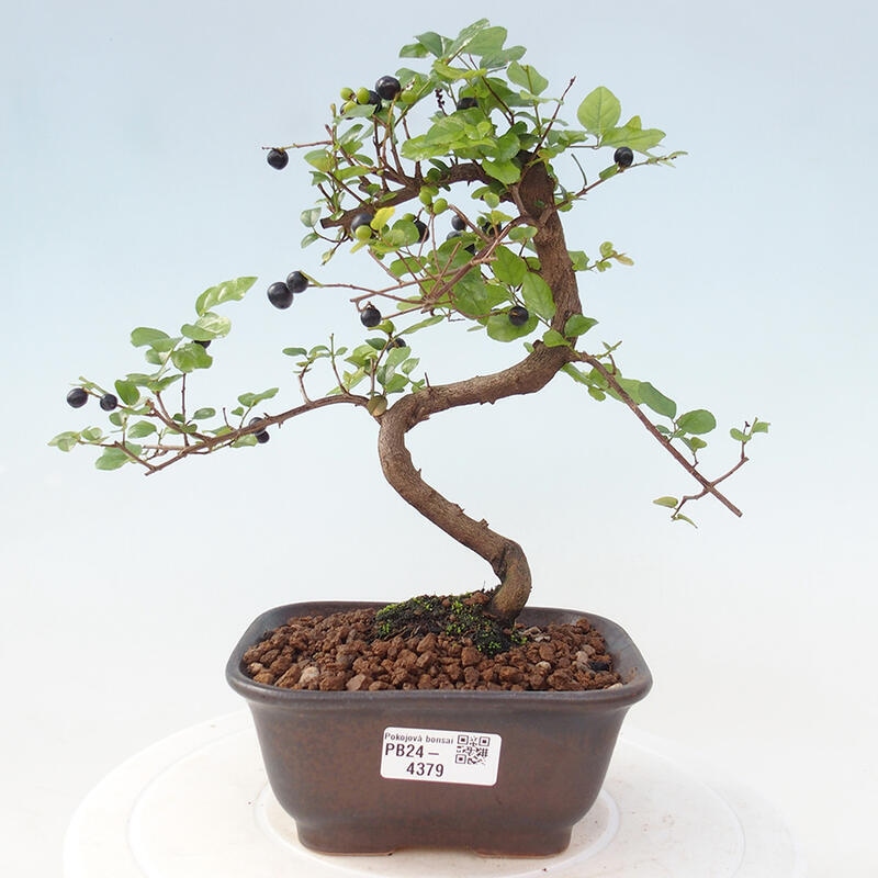 Indoor bonsai - Sagerécie thea - Sagerécie thea